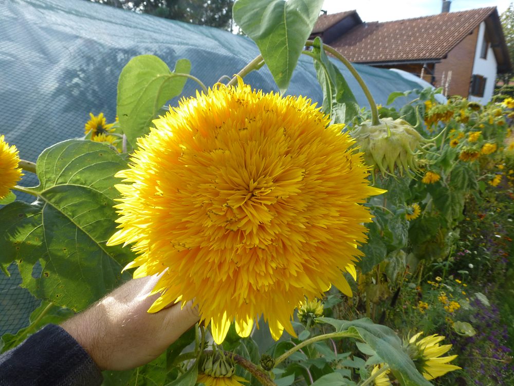 Saatgut Samen Gefüllte Sonnenblume Helianthus annuus 'Orange Sun