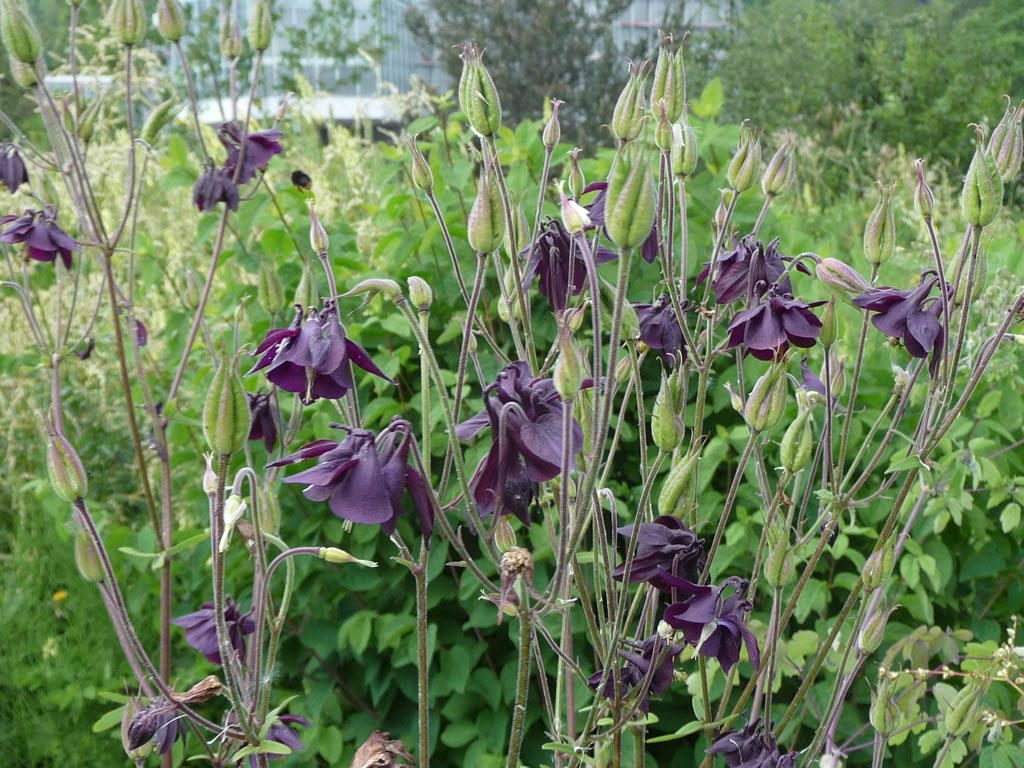 Saatgut Samen Dunkle Akelei Aquilegia atrata Pflanzen Stauden kaufen