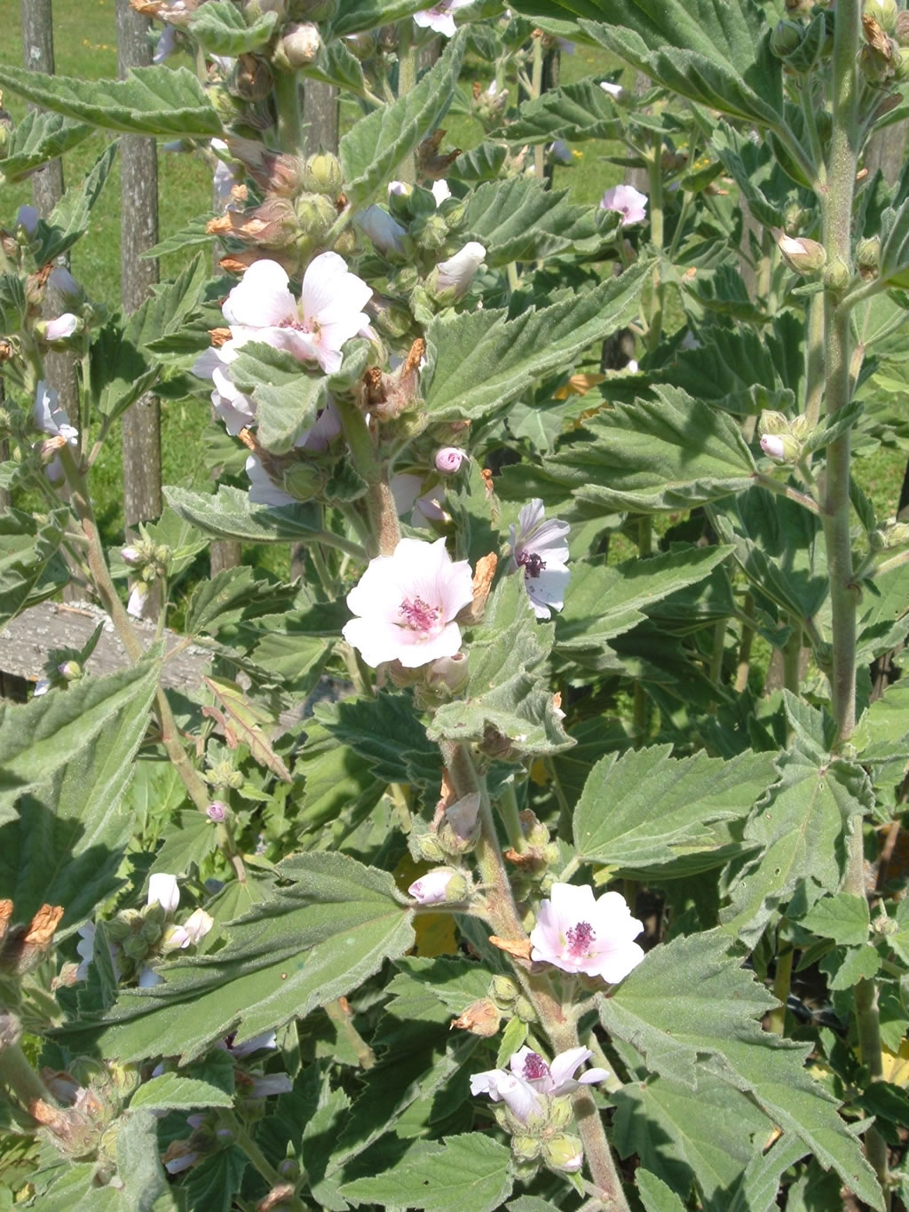 Saatgut Samen Echter Eibisch Althaea officinalis Pflanzen Stauden