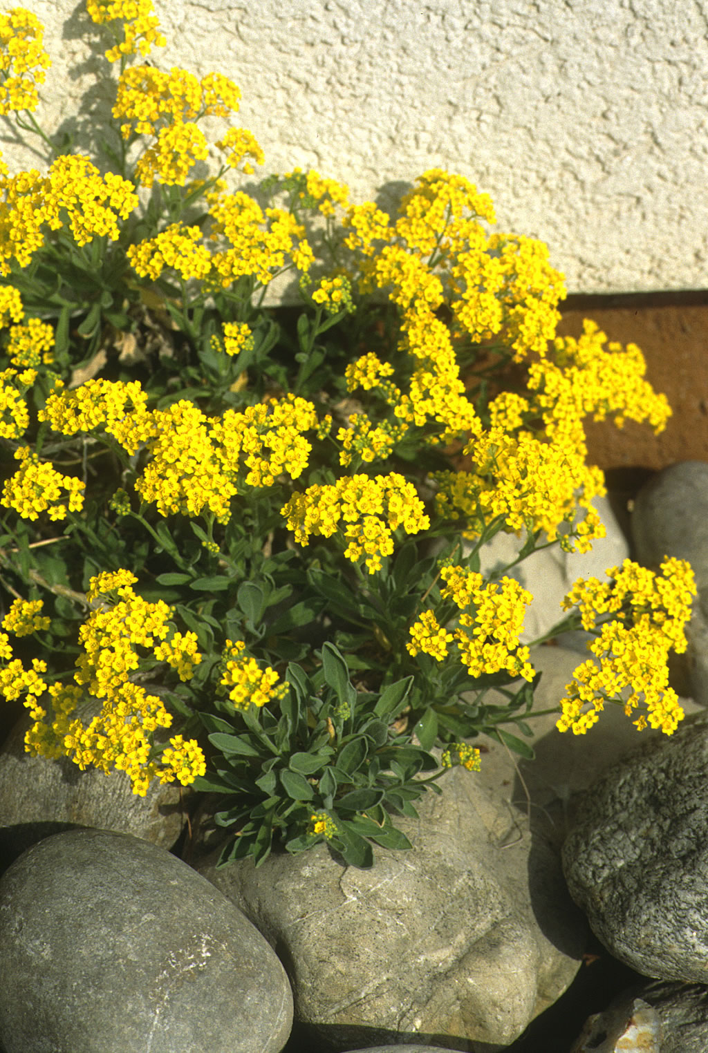 Saatgut Samen Goldgelbes Steinkraut Alyssum saxatile Pflanzen