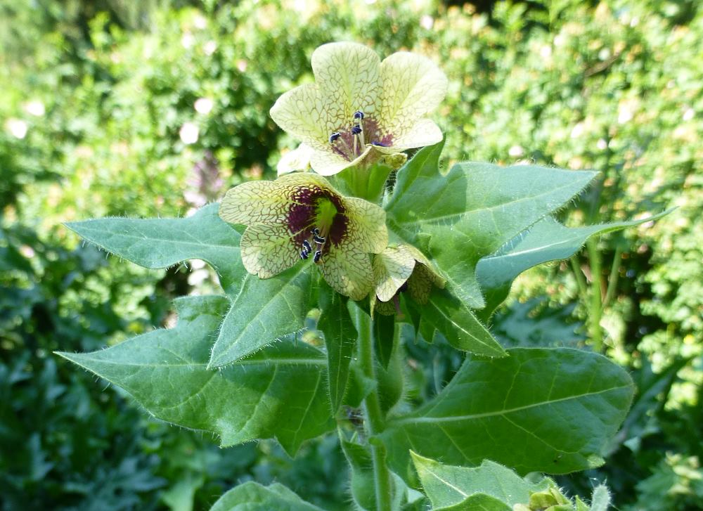 Bildergebnis für Bilsenkraut [Schwarzes Bilsenkraut (Hyoscyamus niger)]