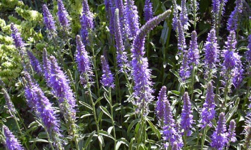 Saatgut Samen Langblättriger Ehrenpreis Veronica longifolia