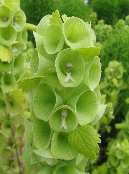 laevis moluccella dzwonki irlandzkie muschelblume saatgut vielfalt zielone oryginalne
