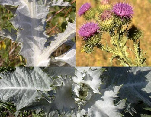 Saatgut Samen RiesenDistel, Eselsdistel Onopordum acanthium
