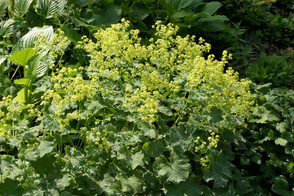 Saatgut Samen Weicher Frauenmantel Alchemilla mollis Pflanzen