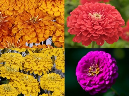 Saatgut Samen Zinnien (Mischung) Zinnia elegans 'Mischung hoher