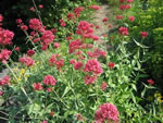 Centranthus ruber coccineus