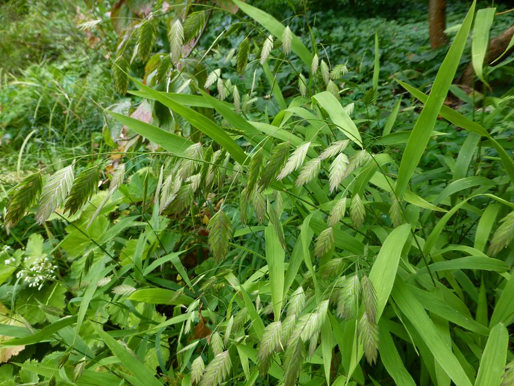 Chasmanthium / Uniola latifolium winterhart 15 Samen Plattährengras Ziergras 