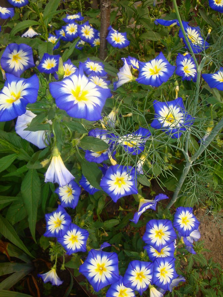 PflanzenVielfalt der StaudenSamen, BeetStauden