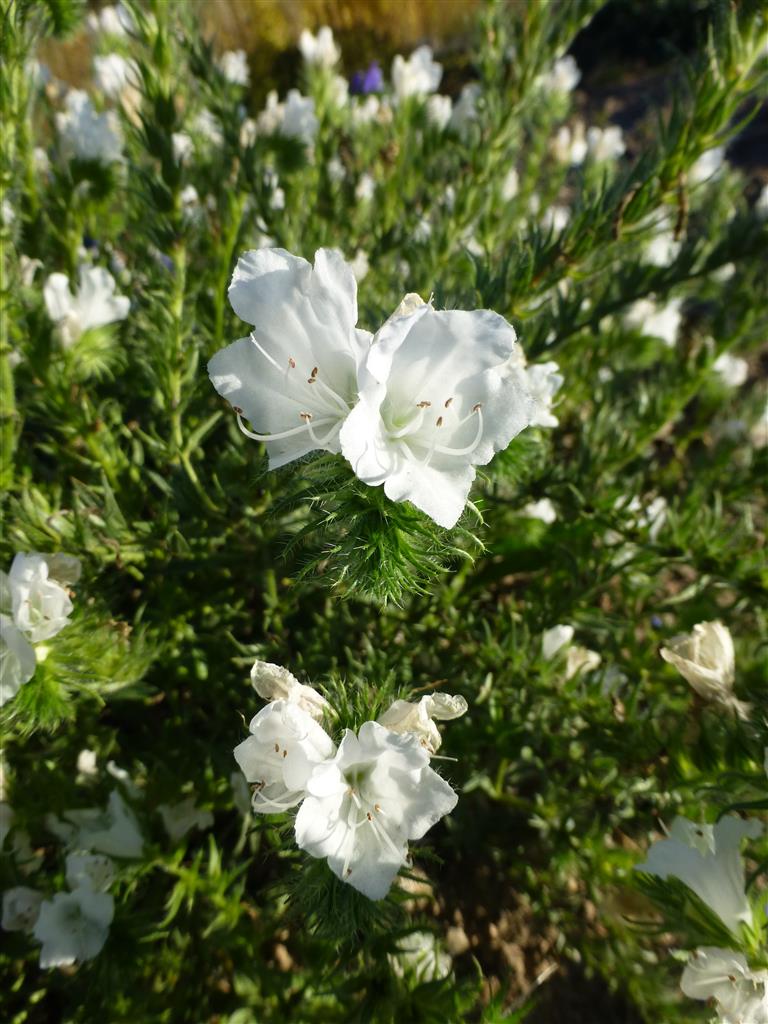 PflanzenVielfalt der StaudenSamen, BeetStauden
