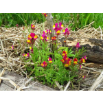 Linaria pinifolia (reticulata)