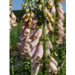 Digitalis purpurea 'Apricot'