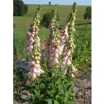 Digitalis purpurea 'Apricot'