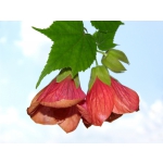 Abutilon hybridum