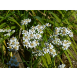 Achillea ptarmica