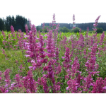 Agastache cana