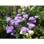 Ageratum houstonianum 'Blue Mink'