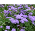 Ageratum houstonianum 'Blue Mink'