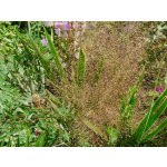 Agrostis nebulosa