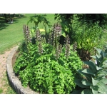 Acanthus mollis