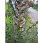 Acanthus mollis