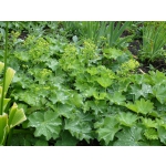 Alchemilla mollis