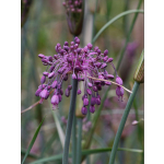 Allium carinatum ssp. pulchellum