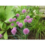 Allium schoenoprasum