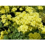 Alyssum saxatile 'Sulphureum'