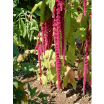 Amaranthus caudatus