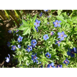 Anagallis arvensis 'Coerulea' (monelli)