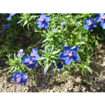 Anagallis arvensis 'Coerulea'