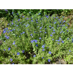 Anagallis arvensis 'Coerulea' (monelli)