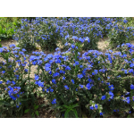 Anchusa capensis