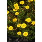 Anthemis tinctoria 'Ala Dagh'