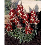 Antirrhinum majus 'Night and Day'