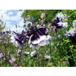 Aquilegia vulgaris 'Blackberry Ice'