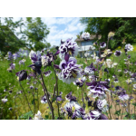 Aquilegia vulgaris 'Blackberry Ice'