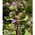 Arctium lappa