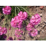 Armeria maritima 'Splendens'