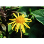 Arnica montana