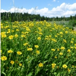 Arnica chamissonis