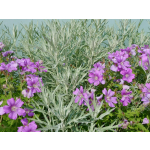 Artemisia ludoviciana