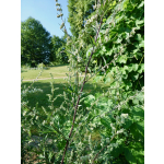 Artemisia vulgaris