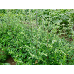 Artemisia vulgaris