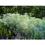 Artemisia absinthium