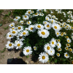 Aster alpinus 'Albus'