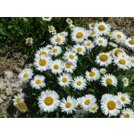 Aster alpinus 'Albus'