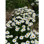 Aster alpinus 'Albus'