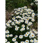 Aster alpinus 'Albus'